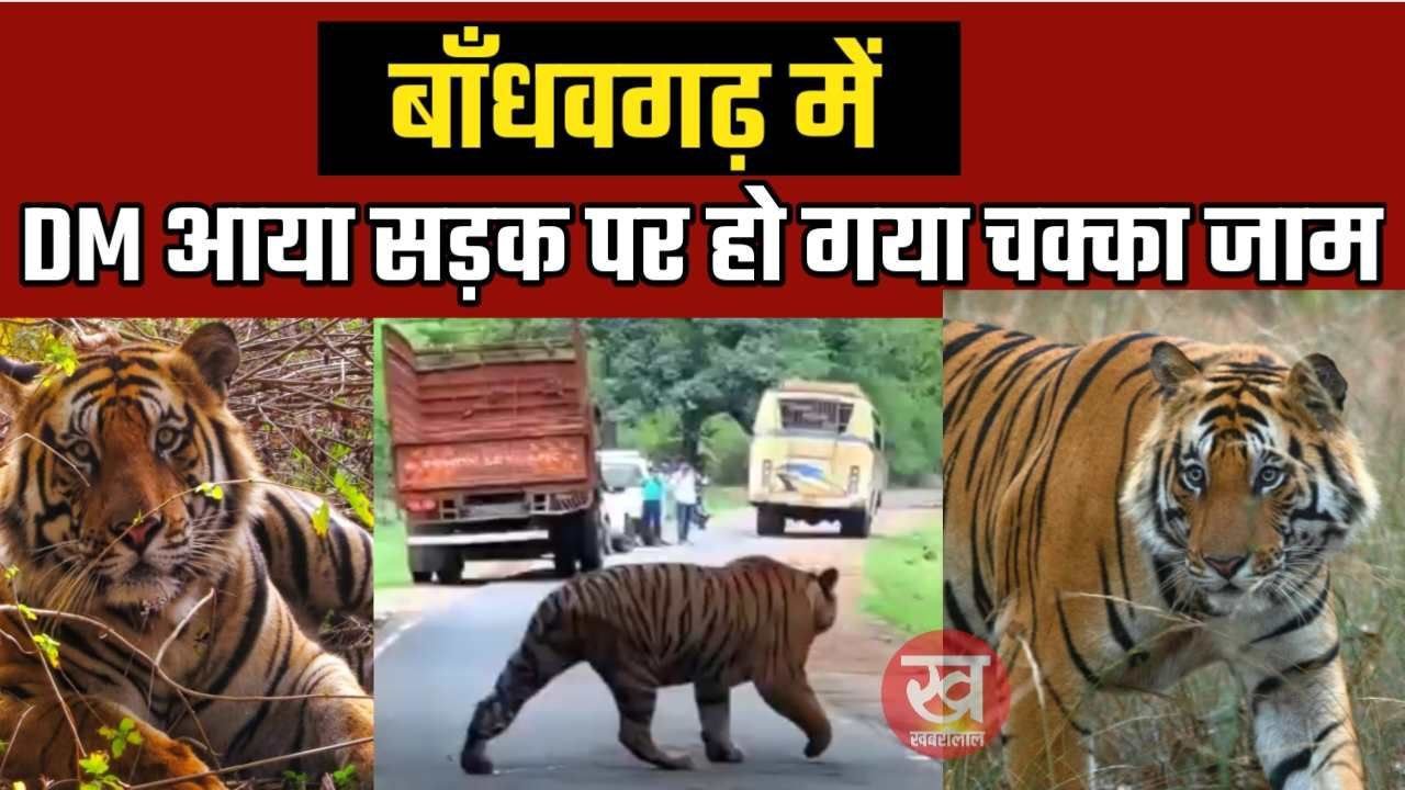 Bandhavgarh में सड़क पर आया Tiger DM हो गया चक्का जाम