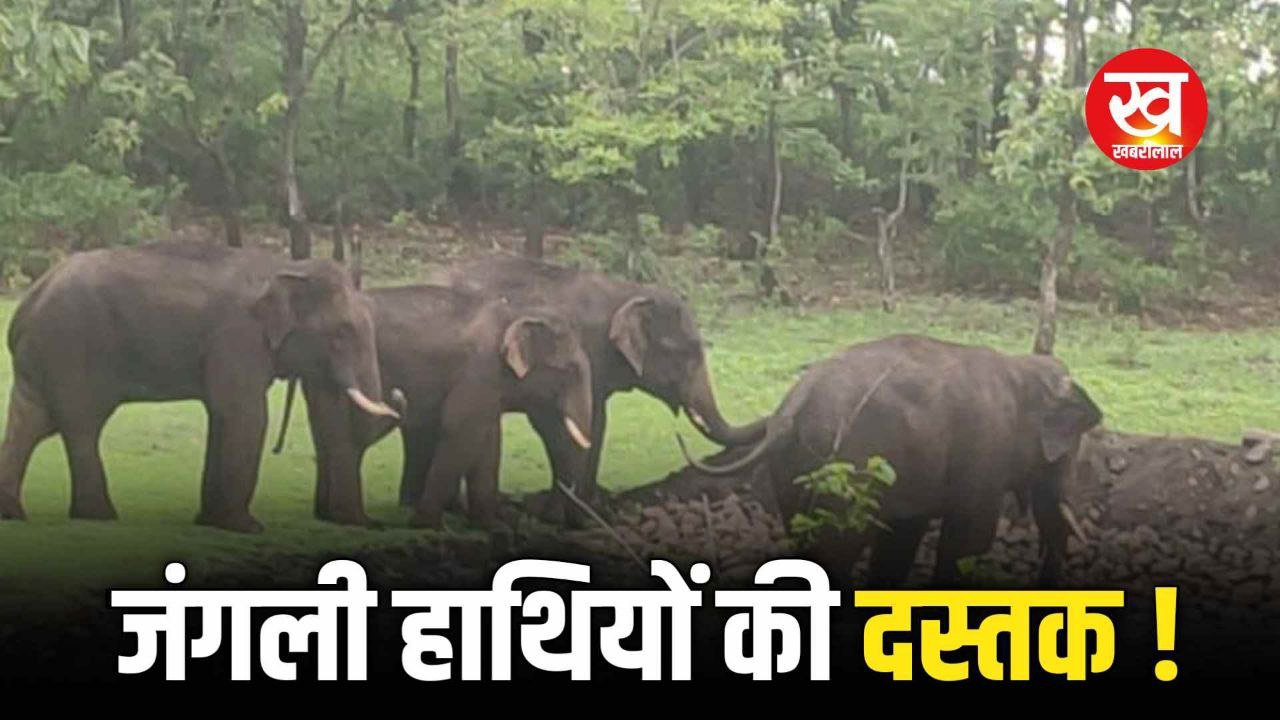 अनूपपुर से निकल कर 4 Wild Elephants का झुण्ड पहुचा इस जिले, फैली दहशत 