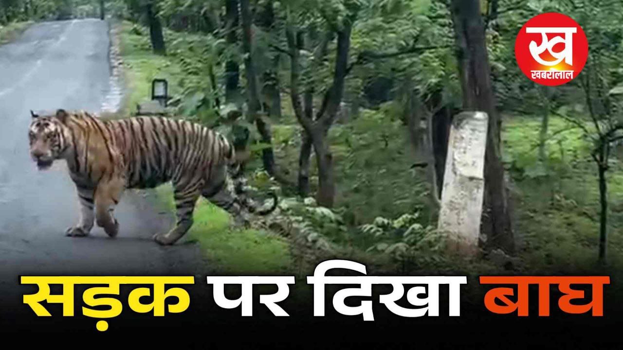 जानिए क्यों सड़क पर आता है Tiger ? धोखे से भी न करें यह भूल ! जानिए कहा का है मामला ?