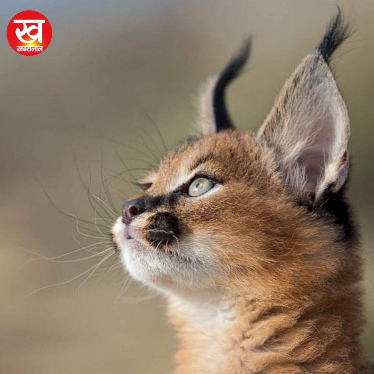 MP में मिला यह दुर्लभ Karakal,पानी के मामले में ऊंट को भी दे देता है मात 