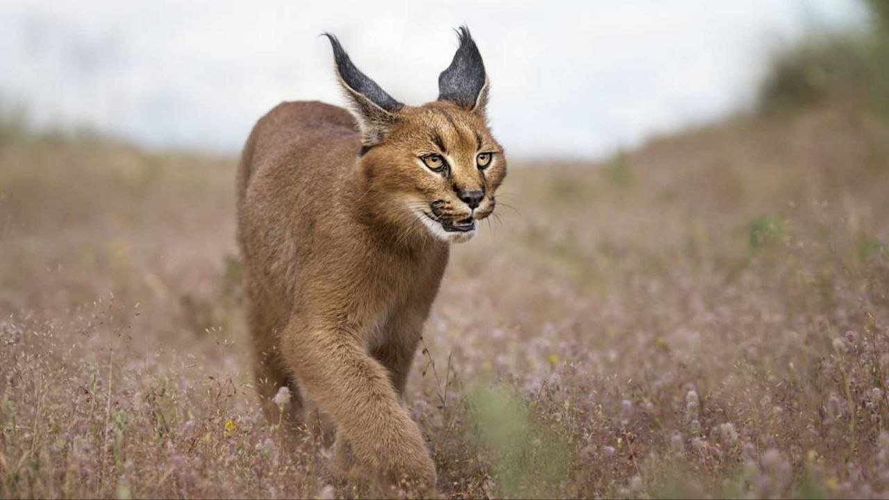 MP में मिला यह दुर्लभ Karakal,पानी के मामले में ऊंट को भी दे देता है मात 