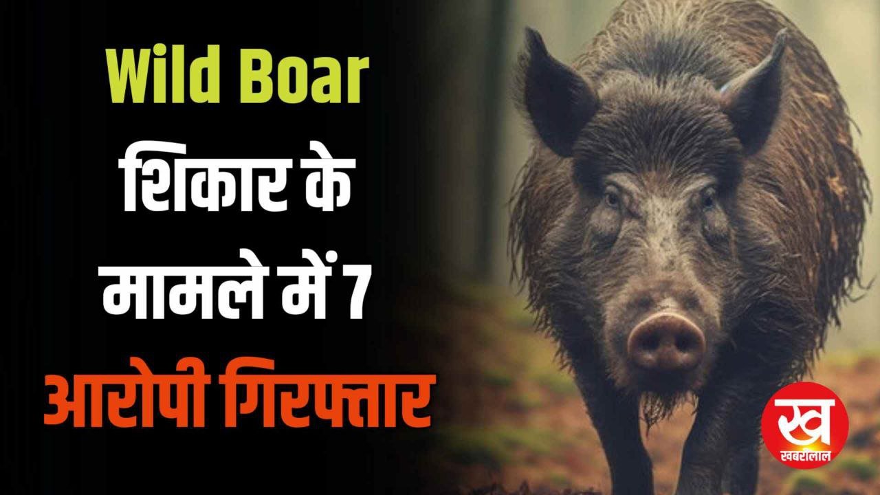 बांधवगढ में Wild Boar के शिकार करने वाले 7 आरोपी गिरफ्तार