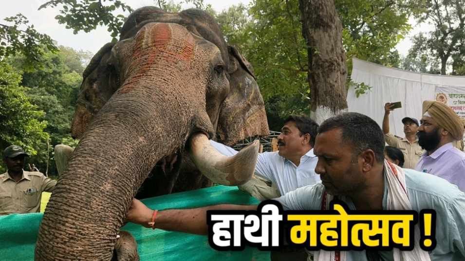 बांधवगढ़ में शुरु हुआ हाथी महोत्सव 7 दिन होगी खातिरदारी, जबलपुर से आए हुए डॉक्टर करेंगे स्वास्थ्य परीक्षण