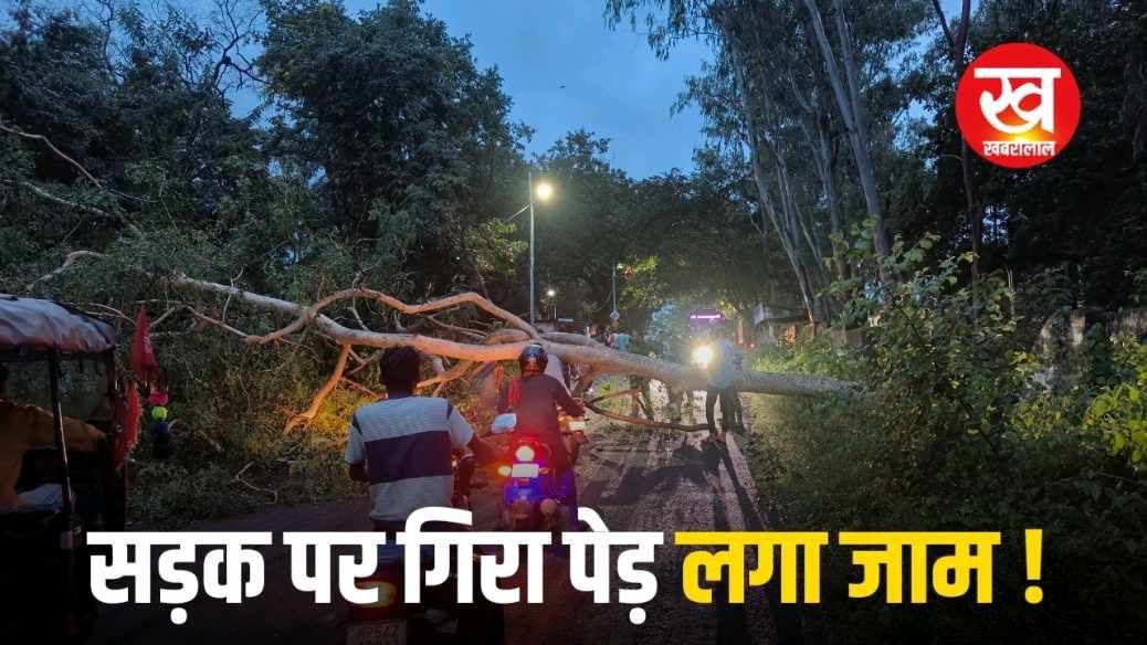 नौरोज़ाबाद डिंडौरी मार्ग पर SECL जीएम कॉम्पलेक्स कार्यालय के पास गिरा पेड़ बड़ा हादसा टला