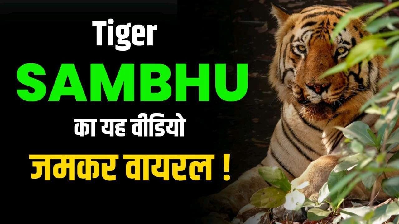 Tiger Sambhu ने Sloth Bear का शिकार कर पर्यटकों के सामने कर लिया लंच देखिए वीडियो