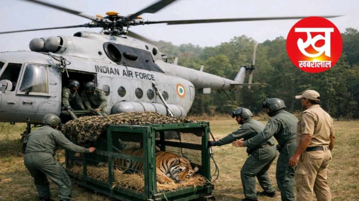 इण्डियन एयर फोर्स का चॉपर बांधवगढ़ से बाघिन को करेगा राजस्थान एयर लिफ्ट