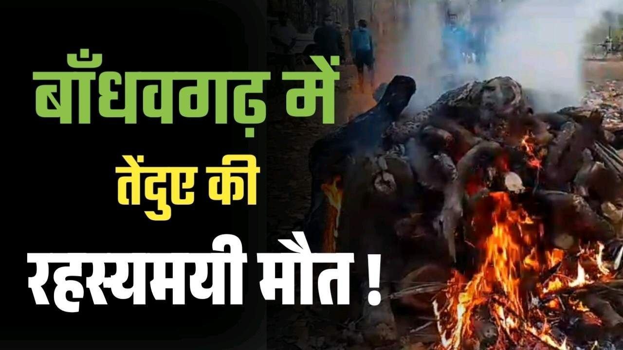 Bandhavgarh में नर तेंदुए की रहस्यमयी मौत पढ़िए बड़ी अपडेट