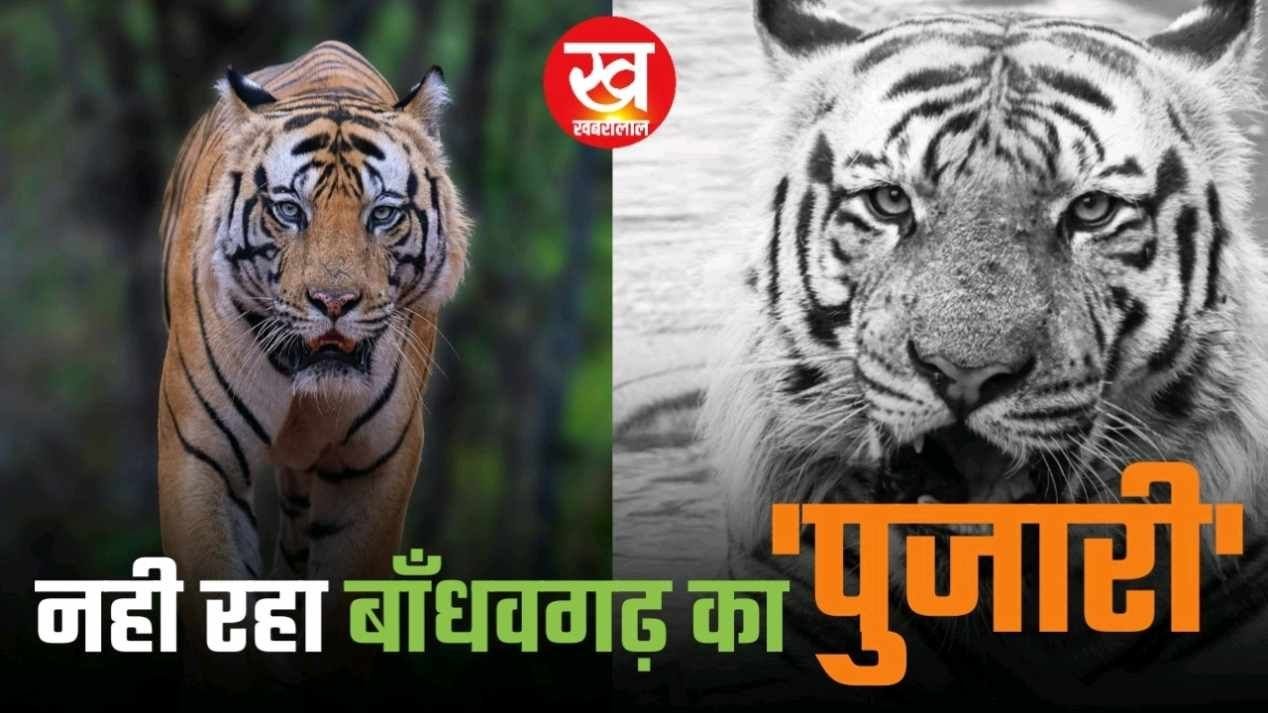 डेढ़ वर्ष पहले ही बन गया था Tiger Pujari कि मौत का प्लान पढ़िए Bandhavgarh में क्यों हुई बाघ की मौत