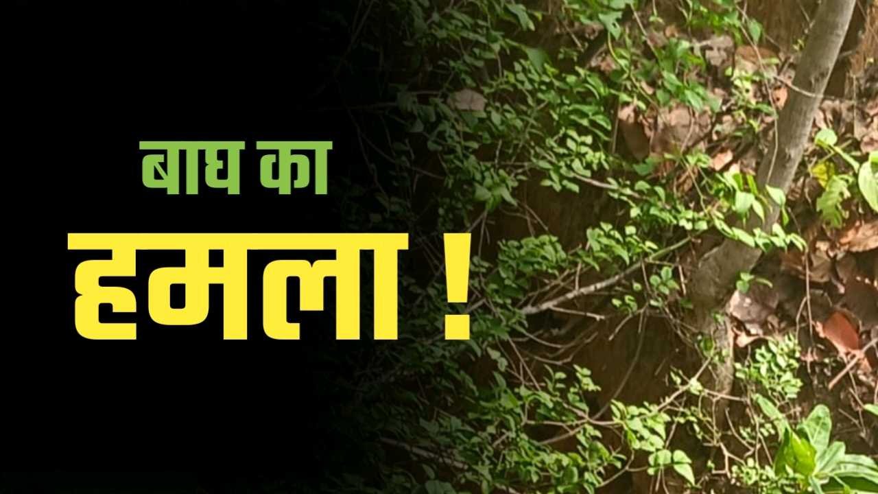 Tiger Attack : बाघ के हमले से एक और ग्रामीण की मौत ऐसे हुई शिनाख्त