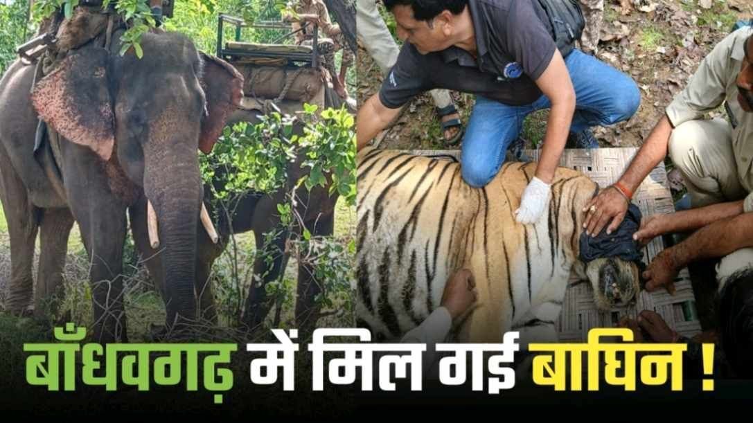 लुकाछिपी का खेल खत्म Bandhavgarh में मिल गई खराब कॉलर आईडी वाली बाघिन