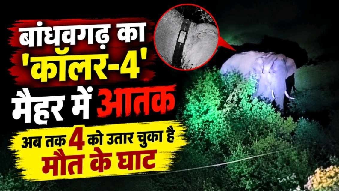 बांधवगढ़ से निकला मौत का टस्कर, मैहर में ग्रामीण को कुचला; अब तक उतार चुका है 4 को मौतें के घाट