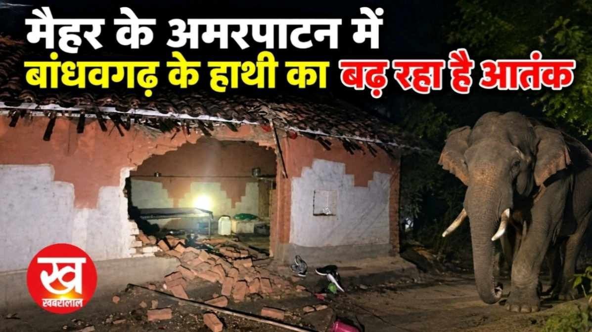मैहर के अमरपाटन में बांधवगढ़ के हाथी का बढ़ रहा है आतंक