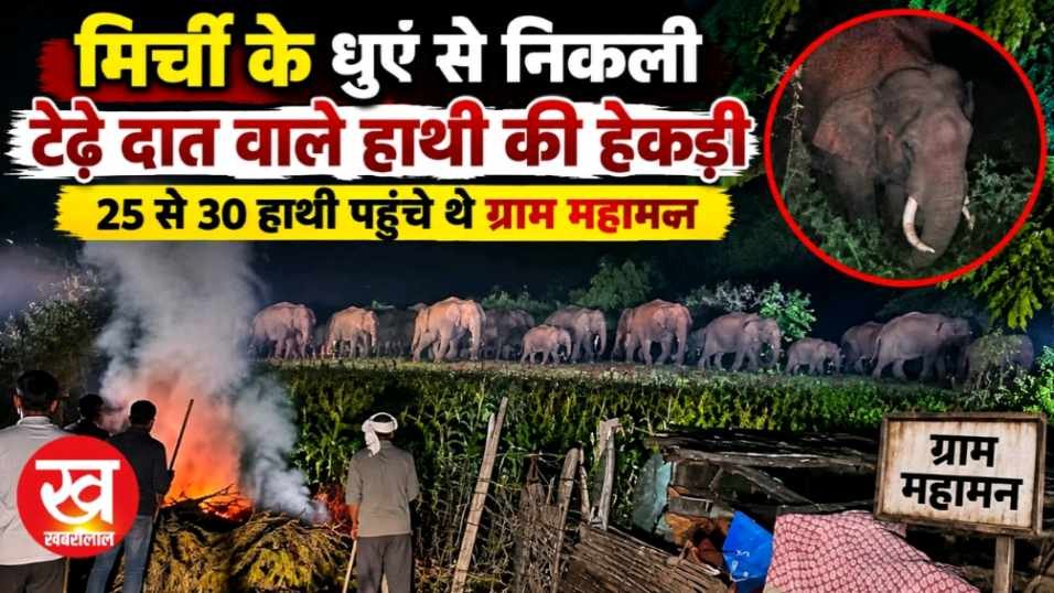 मिर्ची के धुएँ से निकली टेढ़े दाँत वाले हाथी की हेकड़ी 25 से 30 हाथी पहुँचे थे ग्राम महामन