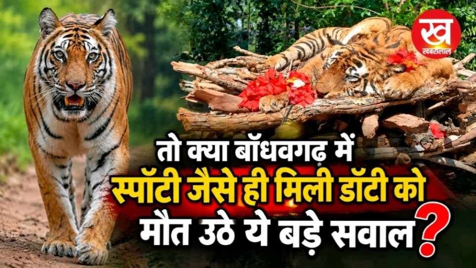 तो क्या Bandhavgarh में स्पॉटी जैसे ही मिली डॉटी को मौत उठे ये बड़े सवाल