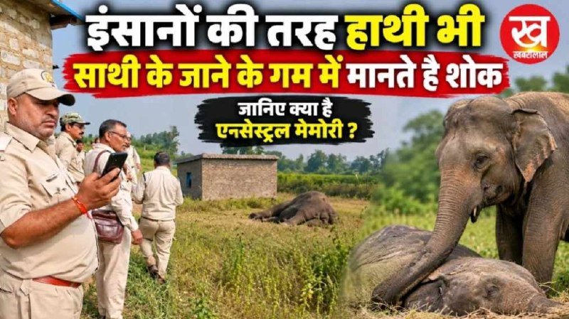 इंसानों की तरह हाथी भी साथी के जाने के गम में मानते है शोक जानिए क्या है एन्सेस्ट्रल मेमोरी