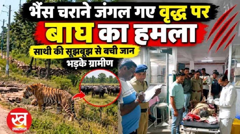 बाघ ने चरवाहे पर किया हमला कई दिनों से बाघ में गाँव मे डाल रखा है डेरा ग्रामीणों में आक्रोश